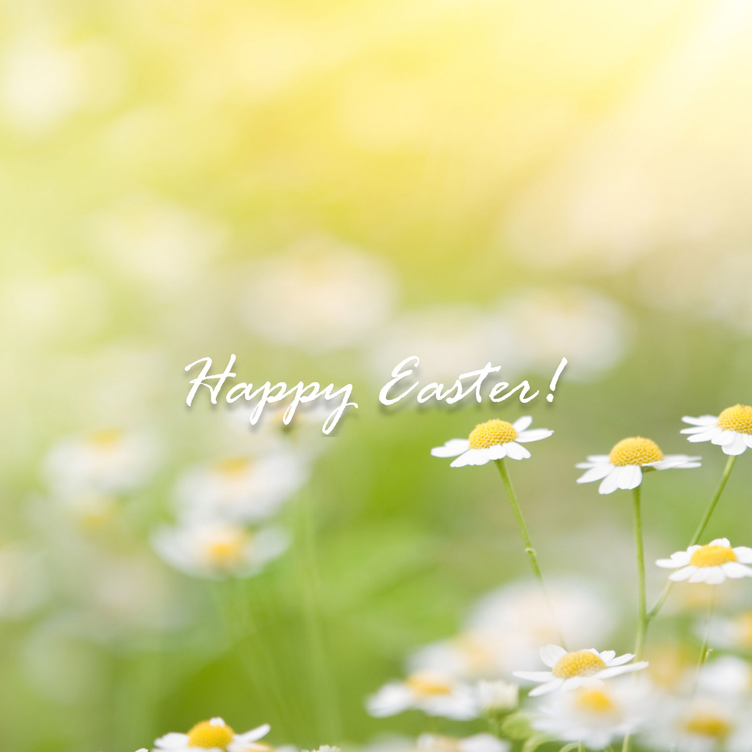 White and yellow chamomile flowers with a blurred green and yellow background and the text 'Happy Easter!' in white script.